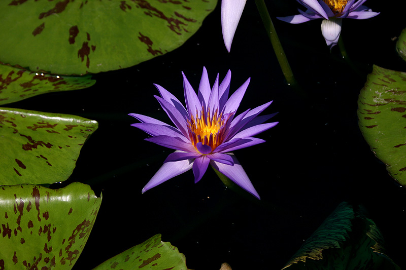 Nymphaea ‘Larissa Racine’