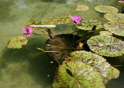 Nymphaea 'Paula Louise'