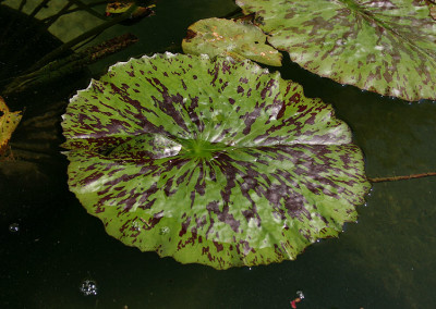 Nymphaea 'Paula Louise'