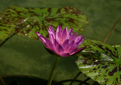 Nymphaea 'Paula Louise'