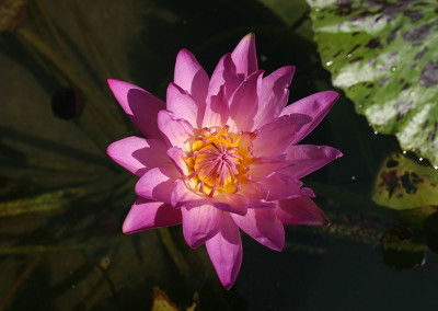 Nymphaea 'Paula Louise'