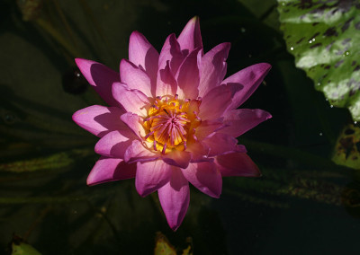 Nymphaea 'Paula Louise'