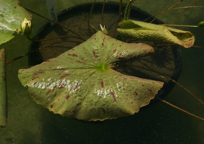 Nymphaea 'Trail Blazer'