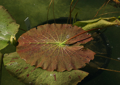 Nymphaea 'Trail Blazer'