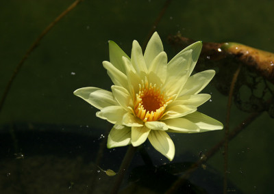 Nymphaea 'Trail Blazer'