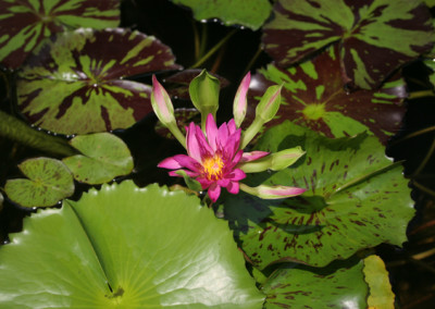 Nymphaea 'Nangkwag' syn (Nymphaea Indian Goddess)