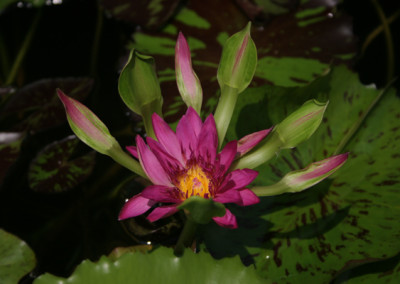 Nymphaea 'Nangkwag' syn (Nymphaea Indian Goddess)