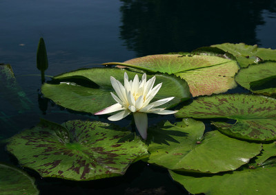 Nymphaea 'St. Louis Marmorata'