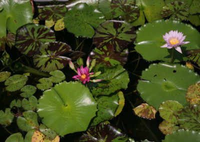 Nymphaea 'Nangkwag' syn (Nymphaea Indian Goddess)