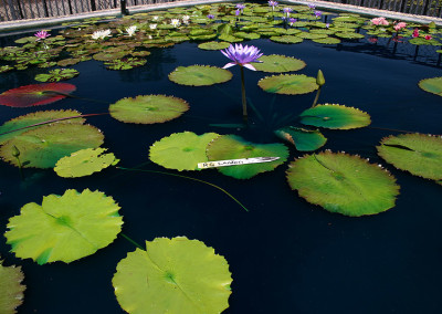 Nymphaea 'Ron G. Landon'