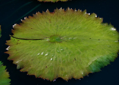 Nymphaea 'Ron G. Landon'