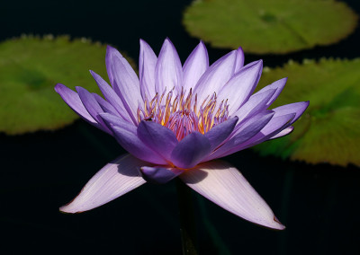 Nymphaea 'Ron G. Landon'