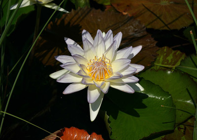 Nymphaea 'Moon Shadow'