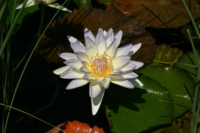 Nymphaea ‘Moon Shadow’