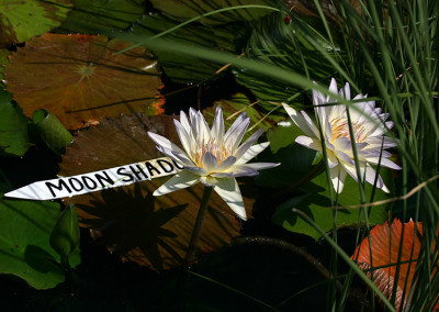 Nymphaea 'Moon Shadow'