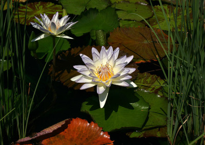 Nymphaea 'Moon Shadow'