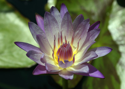 Nymphaea 'Southern Charm'