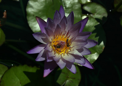 Nymphaea 'Southern Charm'