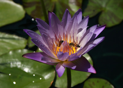 Nymphaea 'Southern Charm'