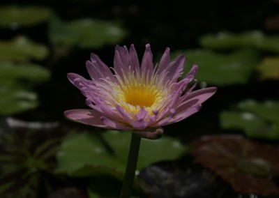 Nymphaea 'Ostara'