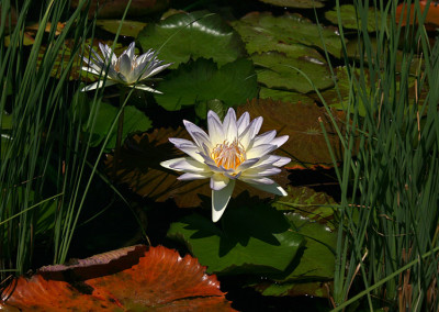 Nymphaea 'Moon Shadow'