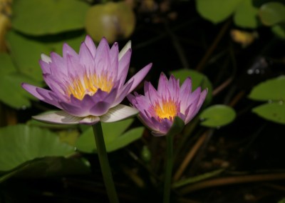 Nymphaea 'Pink Pearl'