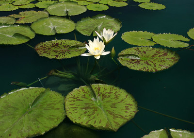 Nymphaea 'St. Louis Marmorata'