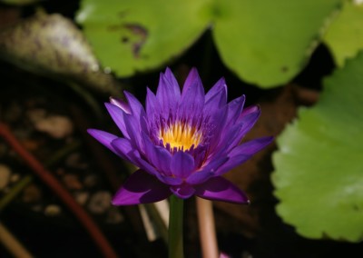 Nymphaea 'Purple Zanzibar'