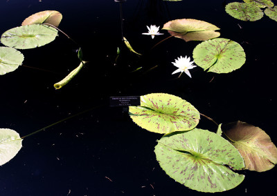 Nymphaea 'Mrs. George H. Pring'