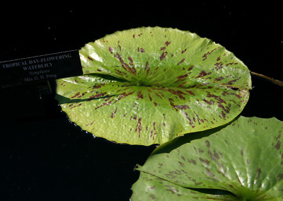 Nymphaea 'Mrs. George H. Pring'