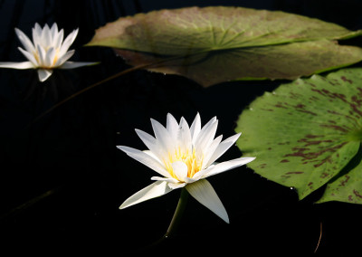 Nymphaea ‘Mrs. George H. Pring’