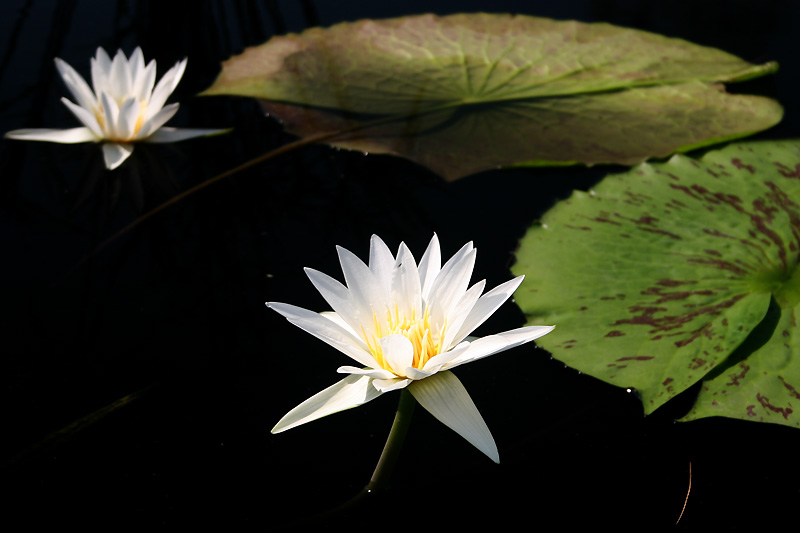 Nymphaea ‘Mrs. George H. Pring’