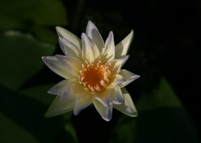 Nymphaea 'Moonbeam'