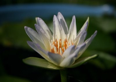 Nymphaea 'Moonbeam'