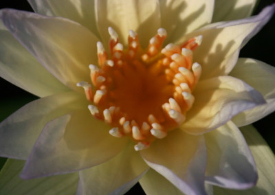 Nymphaea 'Moonbeam'