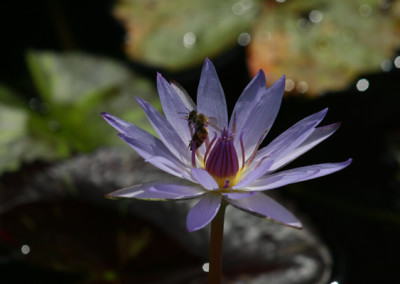 Nymphaea 'Tanglewood Blue'