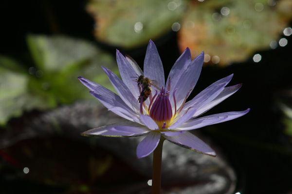 Nymphaea ‘Tanglewood Blue’