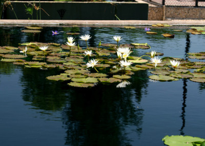 Nymphaea 'Rhapsody in White'