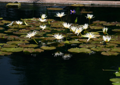 Nymphaea 'Rhapsody in White'