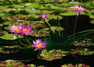 Nymphaea 'Mel Bel'