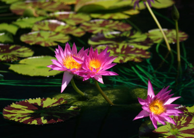 Nymphaea 'Mel Bel'