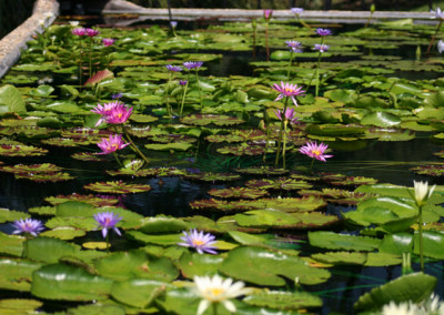 Nymphaea 'Mel Bel'