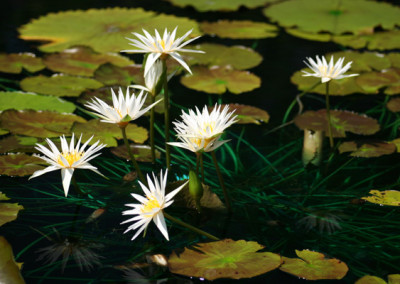 Nymphaea 'Rhapsody in White'