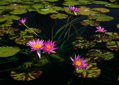 Nymphaea 'Mel Bel'