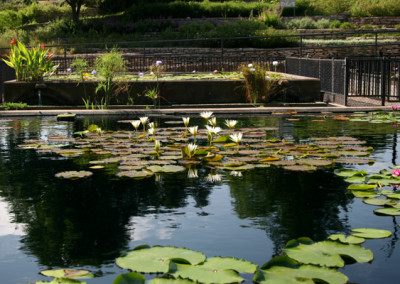 Nymphaea 'Rhapsody in White'