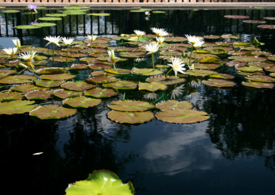 Nymphaea 'Rhapsody in White'