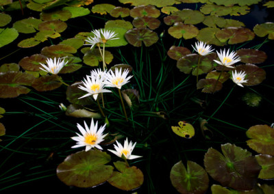 Nymphaea 'Rhapsody in White'