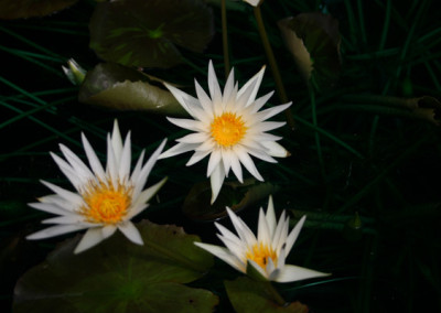 Nymphaea 'Rhapsody in White'