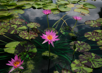 Nymphaea 'Mel Bel'