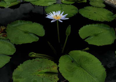 Nymphaea 'Suwanna'